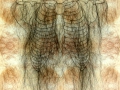 Hair (2011) Horsehair on textile print (100 x 75 cm)